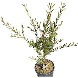 Callistemon Citrinus, H 70 cm