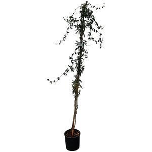 Passiflora Caerulea, H 1.2 m