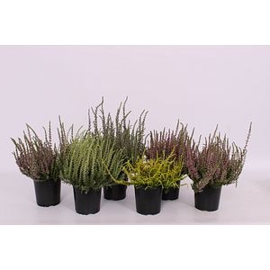 Calluna garden girls in 6 culori