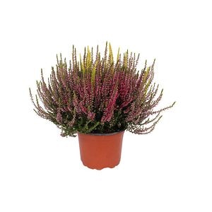 Calluna Garden Girls TRIO