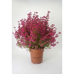 Erica Gracillis Beauty Queen