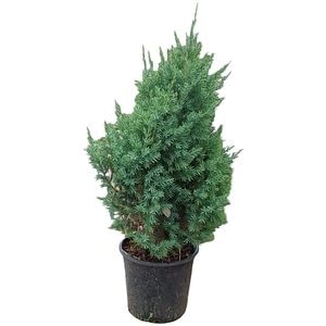 Ienupar Stricta (Juniperus chinensis Stricta), D18 cm, H40 cm