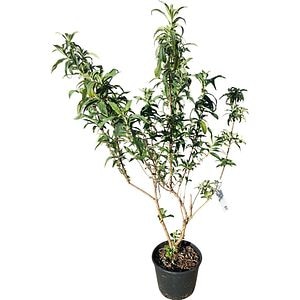 Mix Buddleia Davidii, D 18 cm, H 60 cm