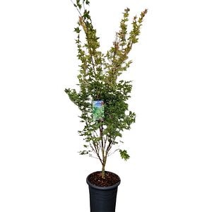 Acer Palmatum, D 33 cm, H 125 cm
