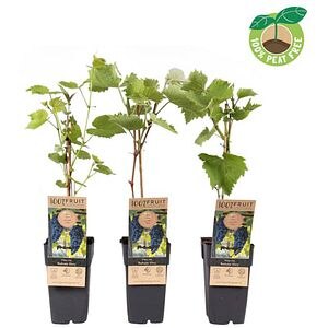 Vita De Vie Boskoop Glory, D 15 cm, H 50 cm