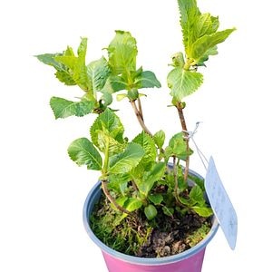 Mix Hydrangea Macrophylla, D 18 cm, H 25 cm