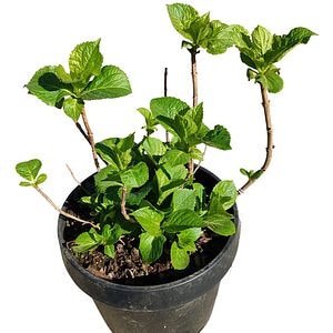 Mix Hydrangea Macrophylla, D 124 cm, H 50 cm