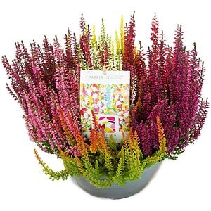 Calluna Beauty Ladies Mosaica, D23 cm, H30 cm