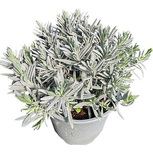 Lavandula Angustifolia Officinalis, D 18 cm, H 20 cm