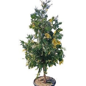 Libocedrus Decurrens Aureovariegata, D 40 cm, H 160 cm