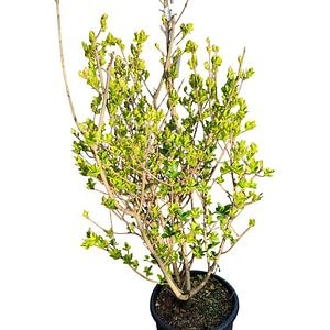 Ligustrum Ovalifolium Aureum, D 24 cm, H 90 cm