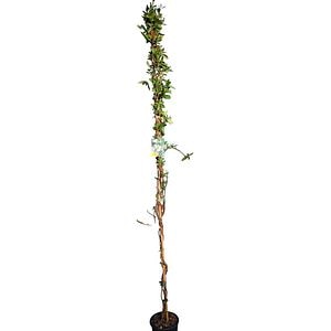 Mix Mana Maicii Domnului Lonicera Ramp , D 18 cm, H 130 cm