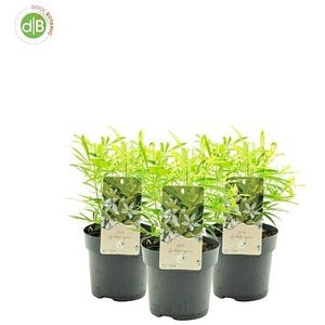 Choisya Goldfingers, D 15 cm, H 30 cm