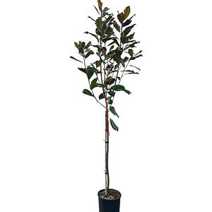 Copacel Magnolia Gallissoniensis, D 26 cm, H 180 cm