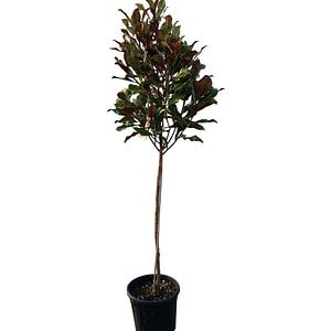 Copacel Magnolia Gallissoniensis, D 30 cm, H 150 cm