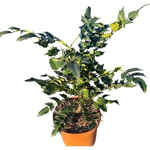 Mahonia X Media Charity, D 18 cm, H 35 cm