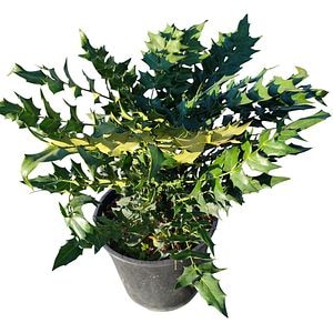 Mahonia X Media Charity, D 24 cm, H 50 cm