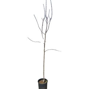 Mar Malus Communis, D 24 cm, H 180 cm