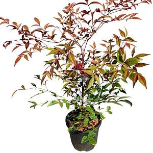 Nandina Domestica, D 18 cm, H 40 cm