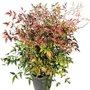 Nandina Domestica, D 24 cm, H 70 cm