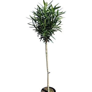 Copacel Nerium Oleander, D 30 cm, H 150 cm