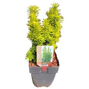 Taxus David, D 17 cm, H 60 cm