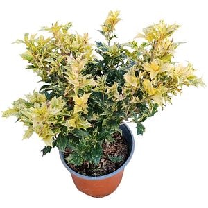 Osmanhus Tricolor, D 18 cm, H 25 cm