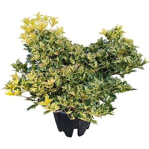 Osmanhus Tricolor, D 24cm, H 50 cm