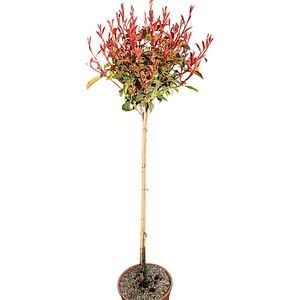 Copacel Photinia Fraseri  Compacta, D 24 cm, H 125 cm