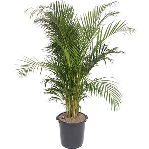 Dypsis Lutescens, D 40 cm, H 200 cm