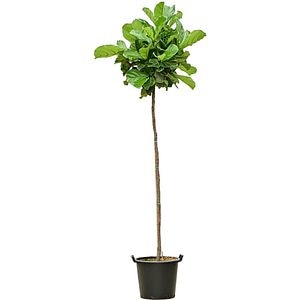 Ficus Lyrata, D 45 cm, H 160 cm