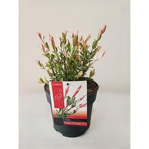Salcie Flamingo (Salix integra Flamingo), D19 cm, H50 cm