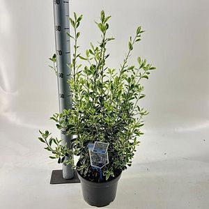 Euonymus Susan, H 50 cm