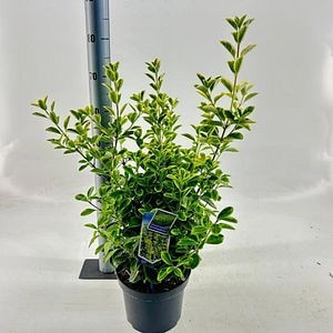 Euonymus Aureomarginatus, H 50 cm