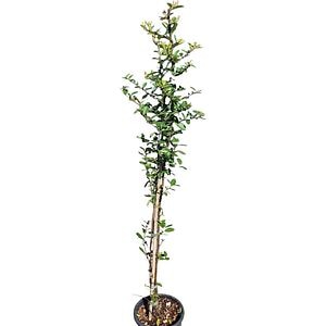 Mix Pyracantha, D 15 cm, H 90 cm