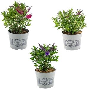 Hebe All Blooms, 25 cm