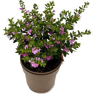 Cuphea Hyssopifolia, D 10.5cm, H 21cm
