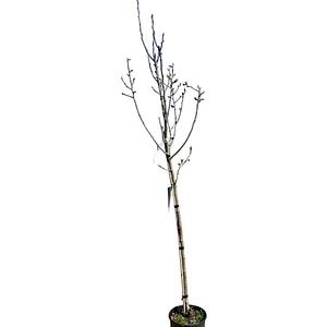 Par Pyrus Communis, D 24 cm, H 125 cm