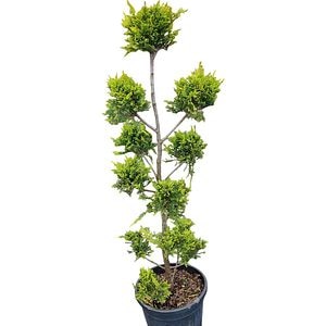 Conifer Cupressocyparis Leylandii, D30 cm, H 120 cm