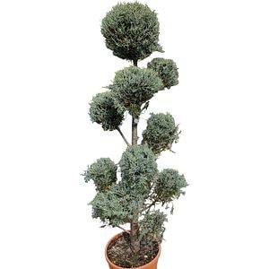 Conifer Cupressus Arizonica "Fastigiata", tip pompons, D40 cm, H 140 cm