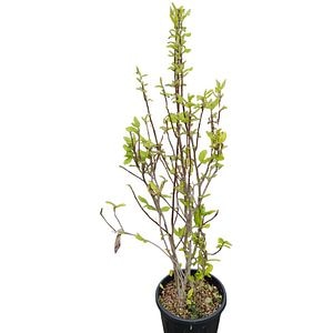 Arbore ornamental Magnolia (mix), D24 cm, H 120 cm