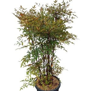 Arbust ornamental Nandina domestica, D40 cm, H 150 cm