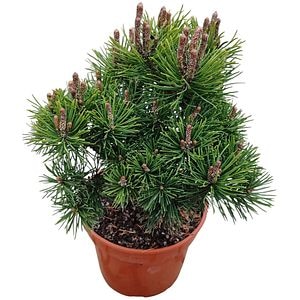 Conifer Pinus mugo "Jacobsen", D15 cm, H 15 cm