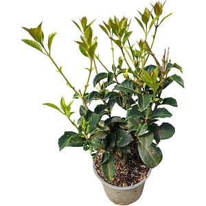 Arbust ornamental Osmanthus, D13 cm, H 25 cm