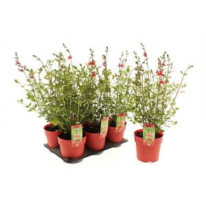 Salvie Hot Lips (Salvia microphylla Hot Lips), H 30 cm