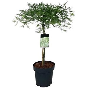 Acer Dissectum, D 31 cm, H 80 cm