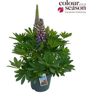 Lupin Lupinova (Lupinus Lupinova), D19 cm, H50 cm