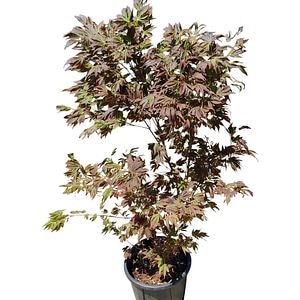 Artar japonez Atropurpureum (Acer palmatum Atropurpureum), D30 cm, H160 cm