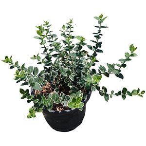 Euonymus Emerald Mix, D18 cm, H20 cm