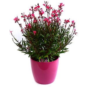 Gaura Lindheimeri, D18 cm, H30 cm